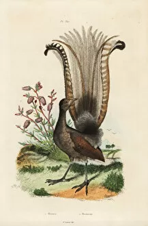False Gallery: Superb lyrebird and false azalea