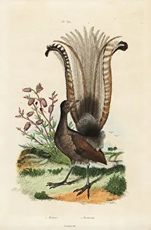 Azalea Gallery: Superb lyrebird and false azalea