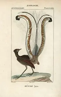 Superb Prints: Superb lyrebird, Menura novaehollandiae