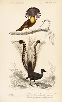 Superb lyrebird, Menura novaehollandiae