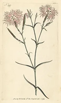 Stephen Couchman Prints: Superb pink, Dianthus superbus
