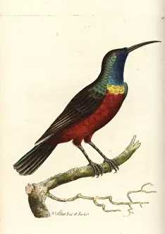 Superb Prints: Superb sunbird, Cinnyris superbus