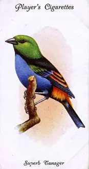 Superb Prints: Superb Tanager