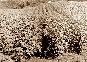 Superfine Prints: Superfine cotton, Oteley Hall, St Vincent, Caribbean
