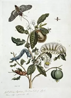 Anna Maria Sibylla Merian Gallery: Surinaamsche Insecten, Insects of Surinam