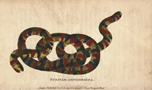 Merian Prints: Surinam amphisboena or tropical worm lizard