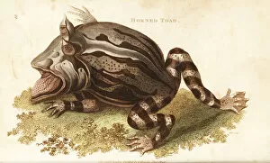 Amazonian Gallery: Surinam horned frog, Ceratophrys cornuta