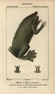 Surinam toad, Pipa pipa