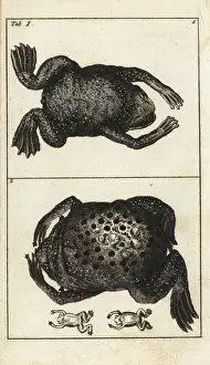 Herpetology Prints: Surinam toad, Pipa pipa