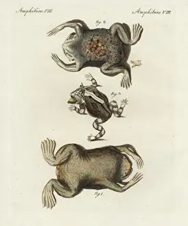 Amphibia Prints: Surinam toad, Pipa pipa, and horned frog, Ceratophrys