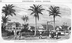 Rule Prints: Suriname Plantation