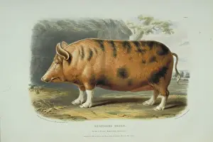 1781 1844 Prints: Sus domesticus, pig