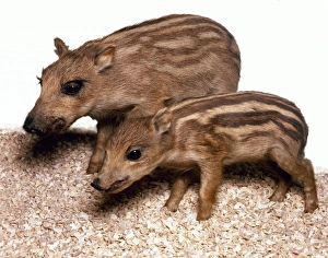 Ungulate Gallery: Sus scrofa, European wild boar