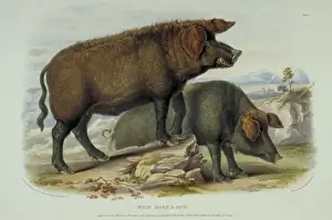 Even Toed Ungulate Prints: Sus scrofa, wild boar