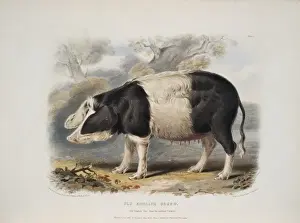 Sus sp. hog, Old English breed