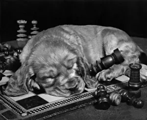 Susi - asleep on a chess board