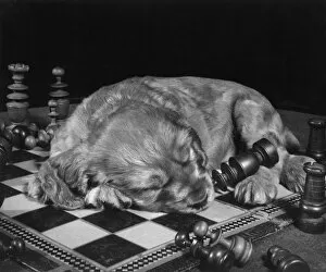 Chessboard Gallery: Susi - asleep on chess board
