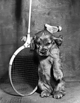 Puppies Prints: Susi - with badminton racquet and shuttlecock