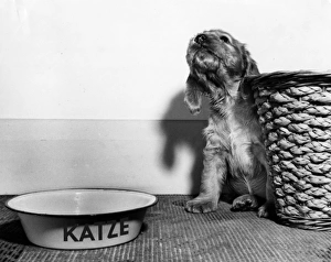 Images Dated 21st March 2016: Susi - with basket and cats bowl