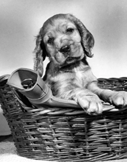 Images Dated 21st June 2016: Susi - in basket with hot water bottle