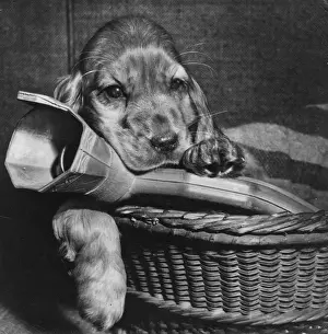 Susi - in basket with hot water bottle