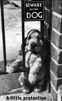 Images Dated 20th June 2016: Susi - Beware Of The Dog