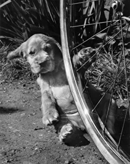Paws Gallery: Susi - with bicycle wheel