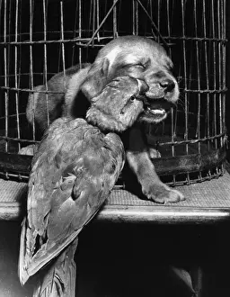 Puppies Prints: Susi - bitten by parrot