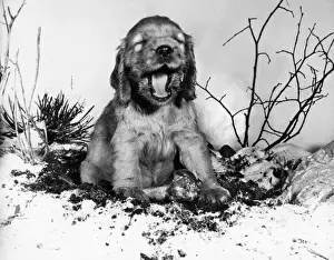 Susi - with a bone in the snow