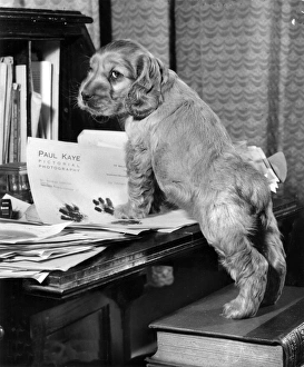 Paws Gallery: Susi - with books and papers