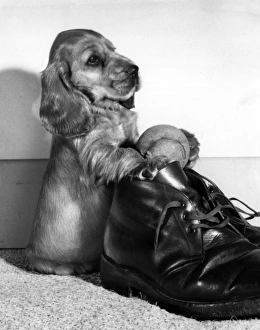 Images Dated 20th June 2016: Susi - with boot and tennis ball
