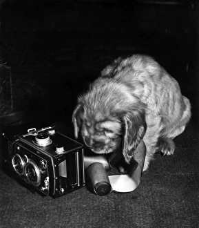 Images Dated 18th March 2016: Susi - with camera and roll of film