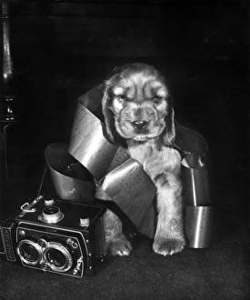 Images Dated 18th March 2016: Susi - with camera and roll of film wrapped round her