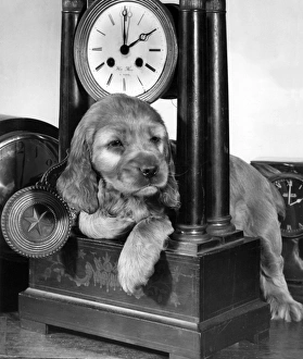 Images Dated 18th March 2016: Susi - with carriage clock