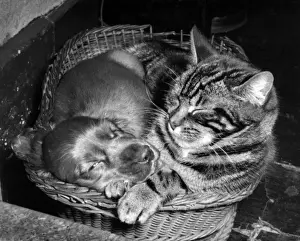 Susi - with cat in basket