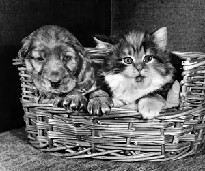 Susi - with cat in basket