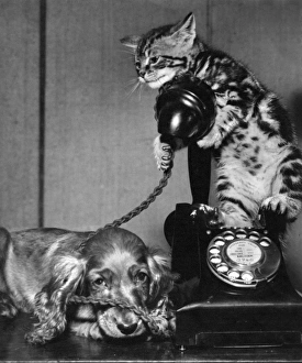 Images Dated 20th June 2016: Susi - with cat and telephone