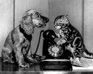 Images Dated 21st June 2016: Susi - with cat and telephone