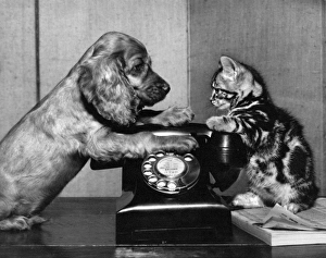 Images Dated 21st June 2016: Susi - with cat and telephone