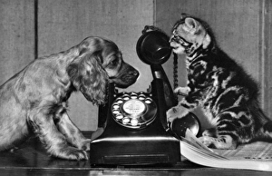 Images Dated 21st June 2016: Susi - with cat and telephone