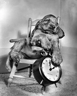 Images Dated 18th March 2016: Susi - in chair, with alarm clock