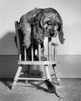 Susi - on chair, with mouse below