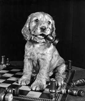 Chessboard Gallery: Susi - chewing a chess piece