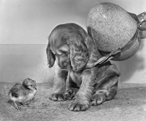 Images Dated 18th March 2016: Susi - with chick and large Easter egg