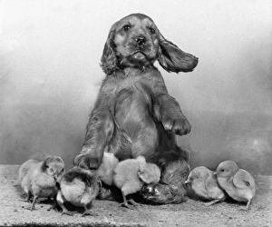 Images Dated 21st March 2016: Susi - with chicks