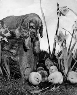 Images Dated 21st March 2016: Susi - with chicks and daffodils