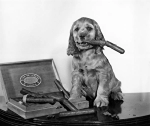 Images Dated 18th March 2016: Susi - with a cigar box
