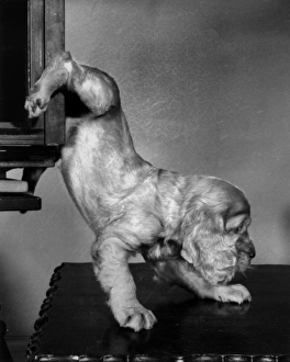 Images Dated 18th March 2016: Susi - climbing down onto a table