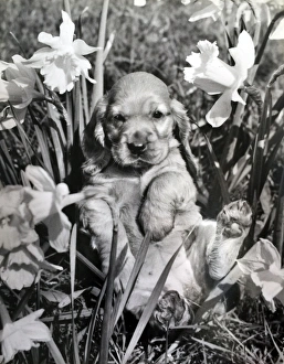 Images Dated 11th September 2015: Susi - with daffodils in the garden