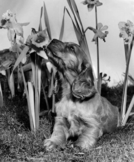 Images Dated 21st March 2016: Susi - with daffodils in the garden